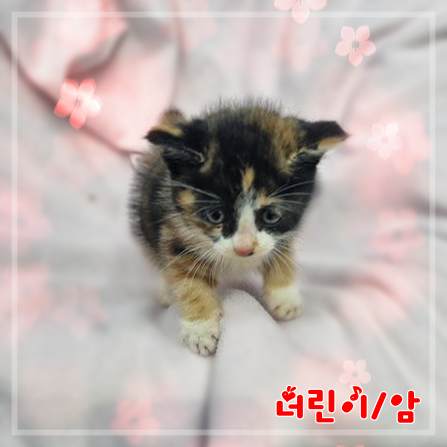 종료(자연사) 믹스…